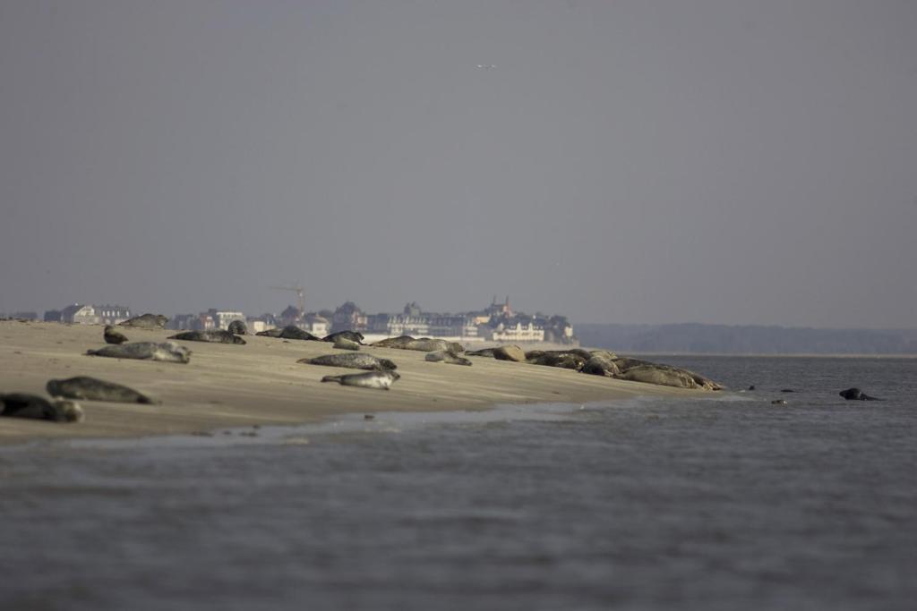 Logis Auberge De La Dune - Hotel & Restaurant Le Crotoy Kültér fotó